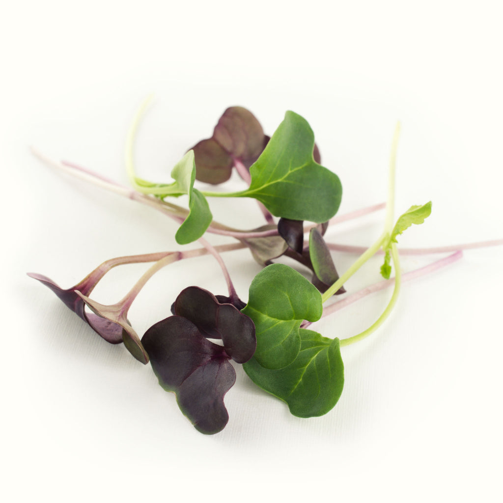 Radish (purple & green)