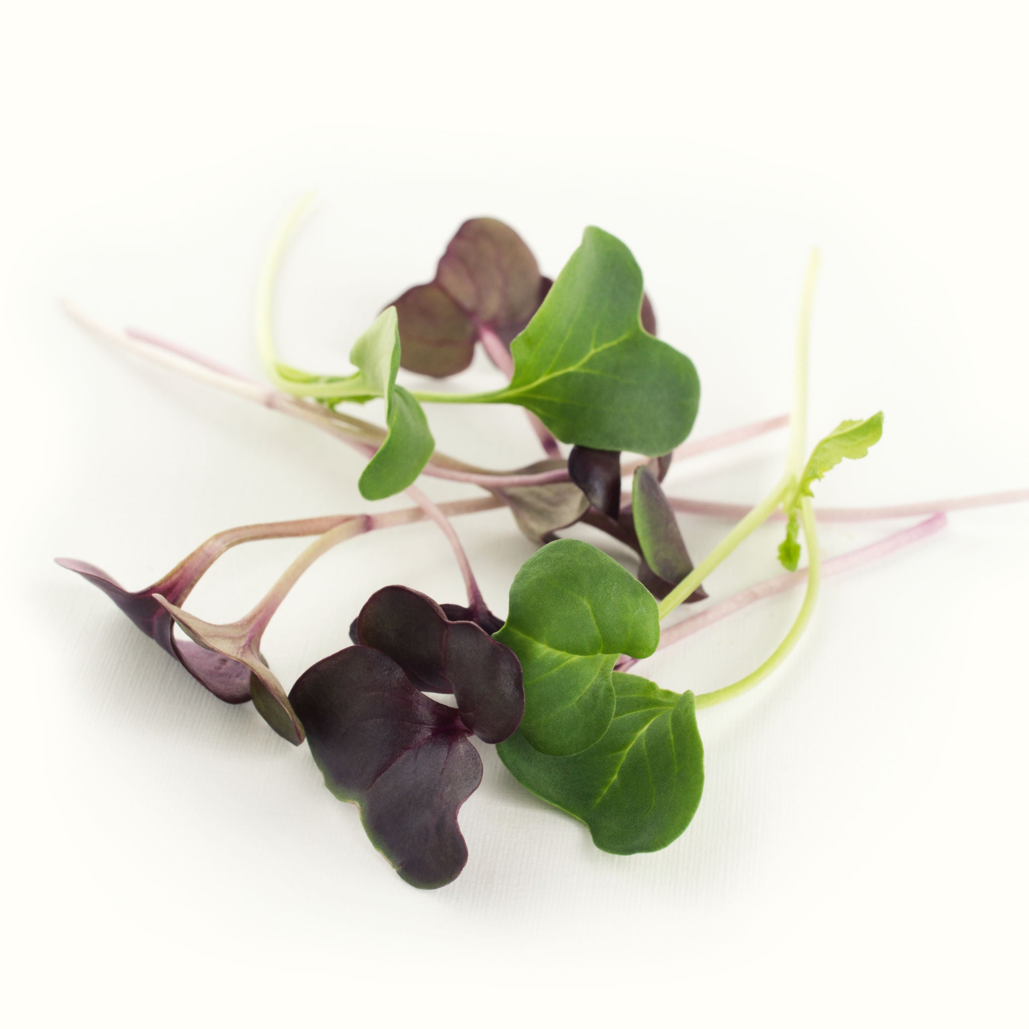 Radish (purple & green)