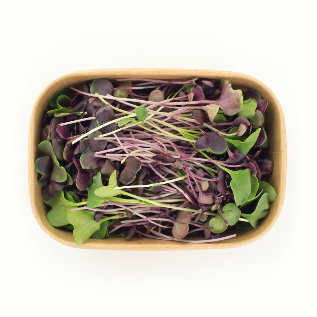 Radish (purple & green)