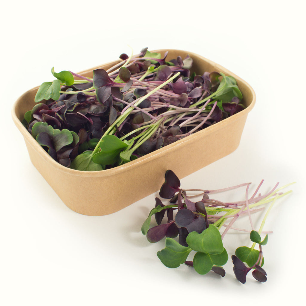 Radish (purple & green)