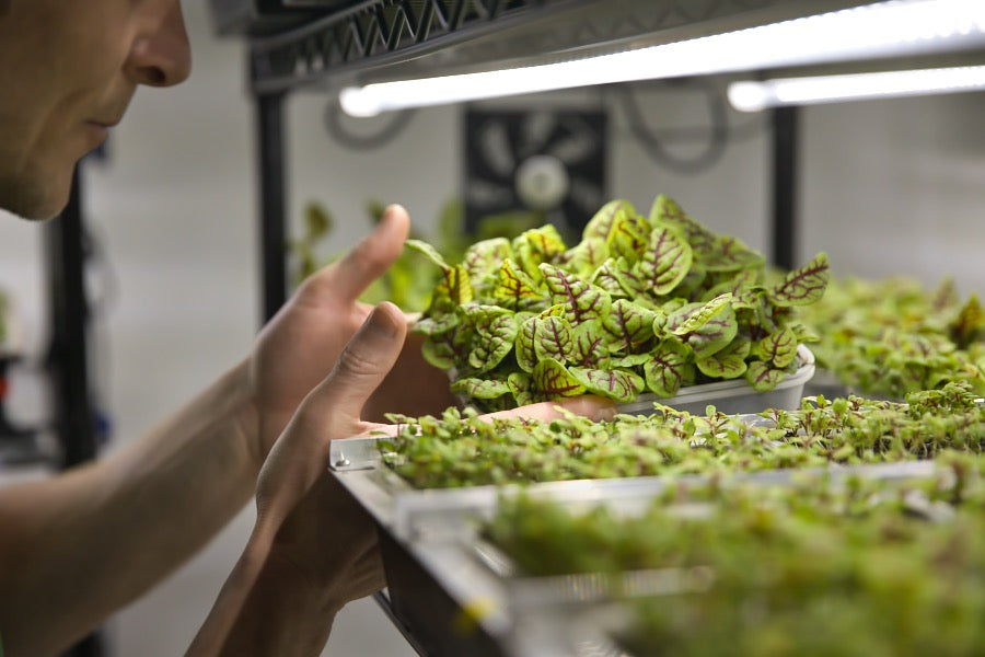 Close of a man inspecting a live tray of red-veined sorrel in a grow room.