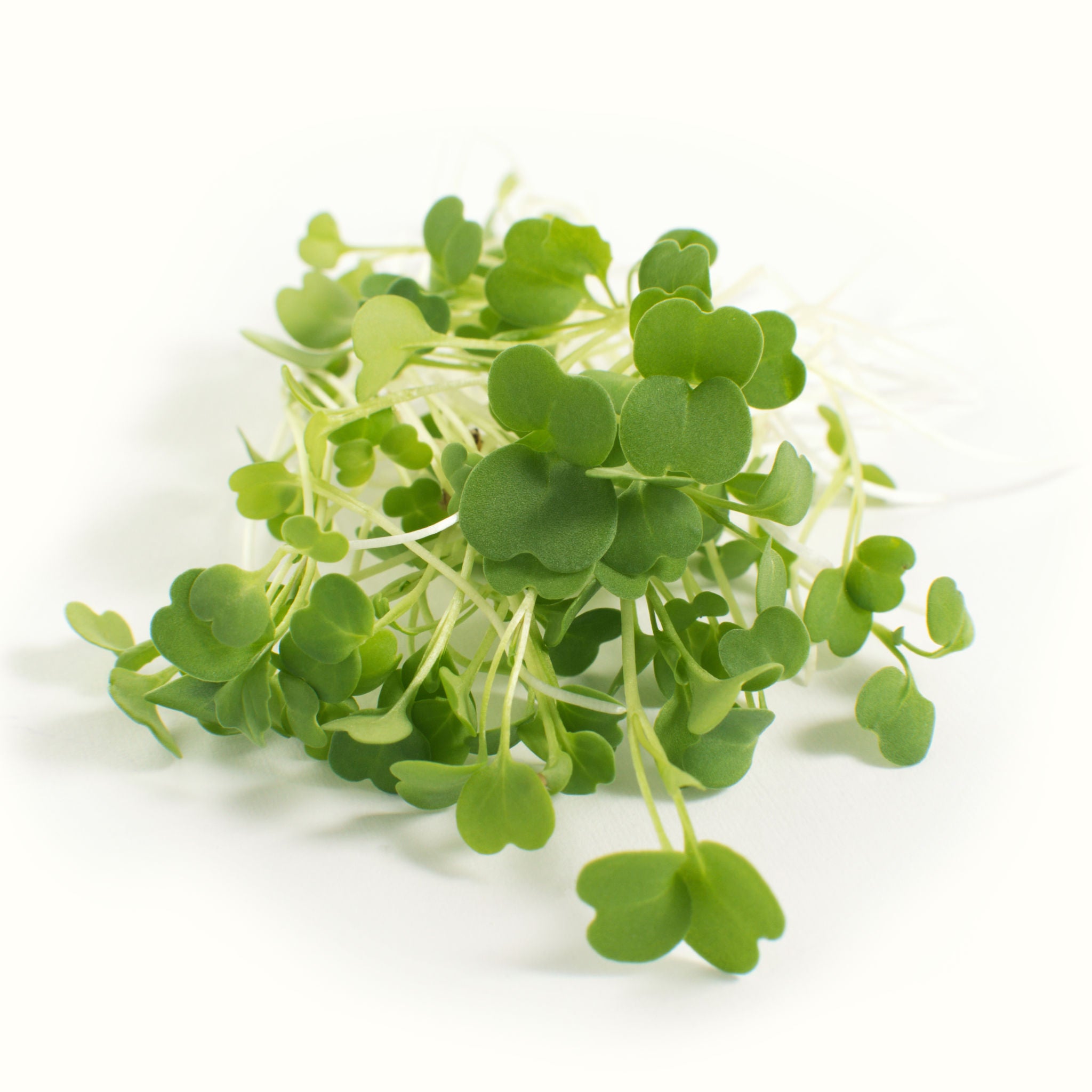 Rocket Microgreens