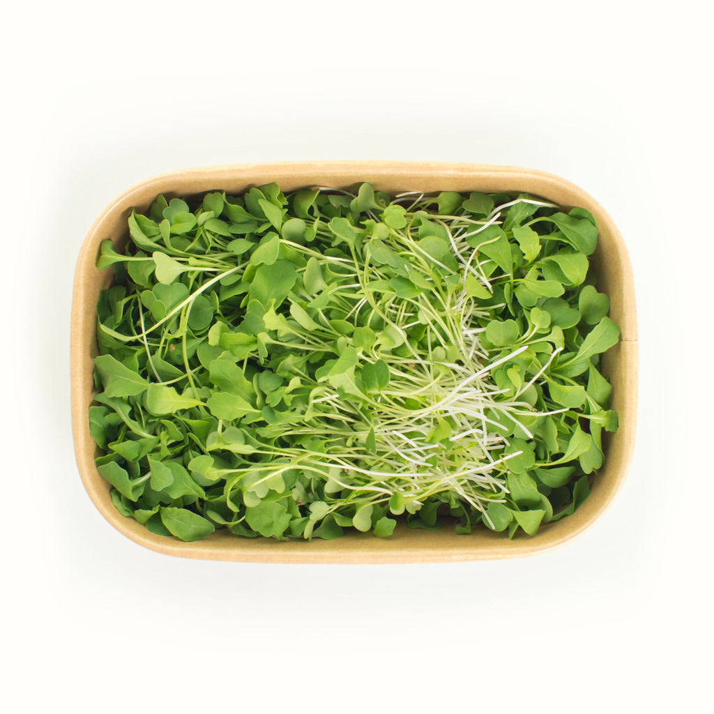 Rocket Microgreens