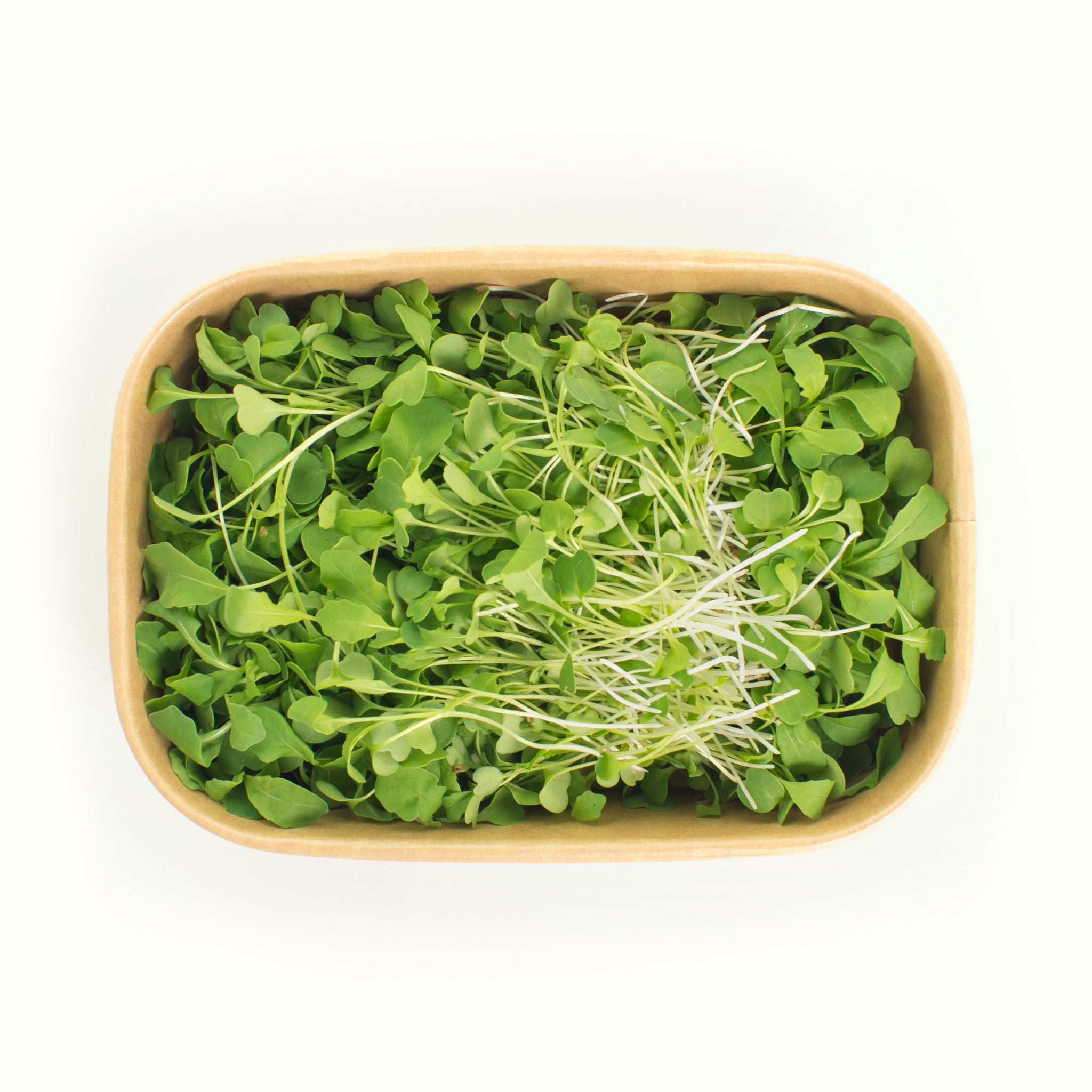 Rocket Microgreens
