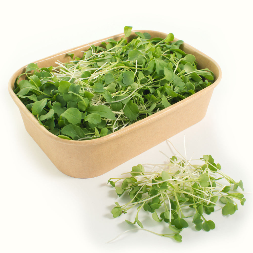 Rocket Microgreens