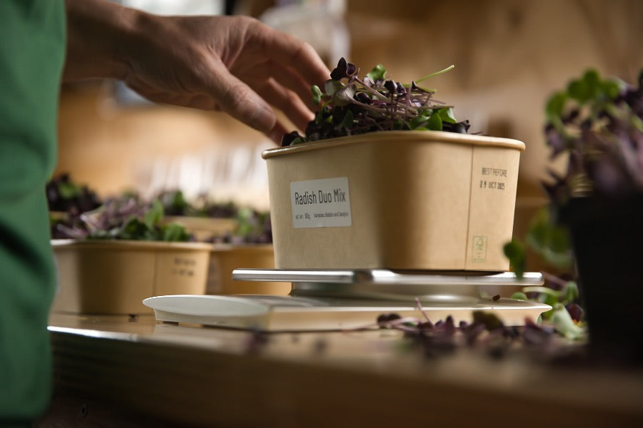 A hand placing radish microgreens into a bio-board punnet.