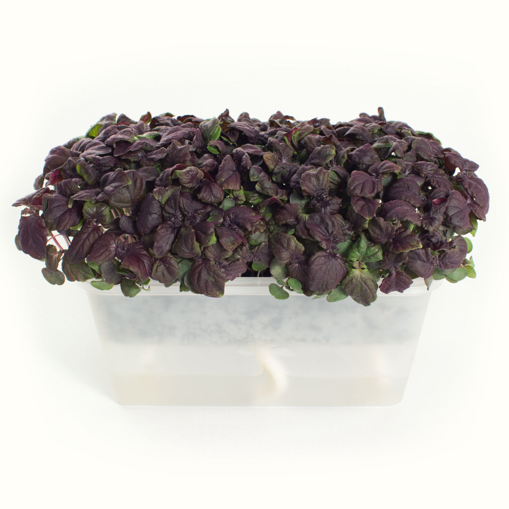 Micro Shiso (purple)