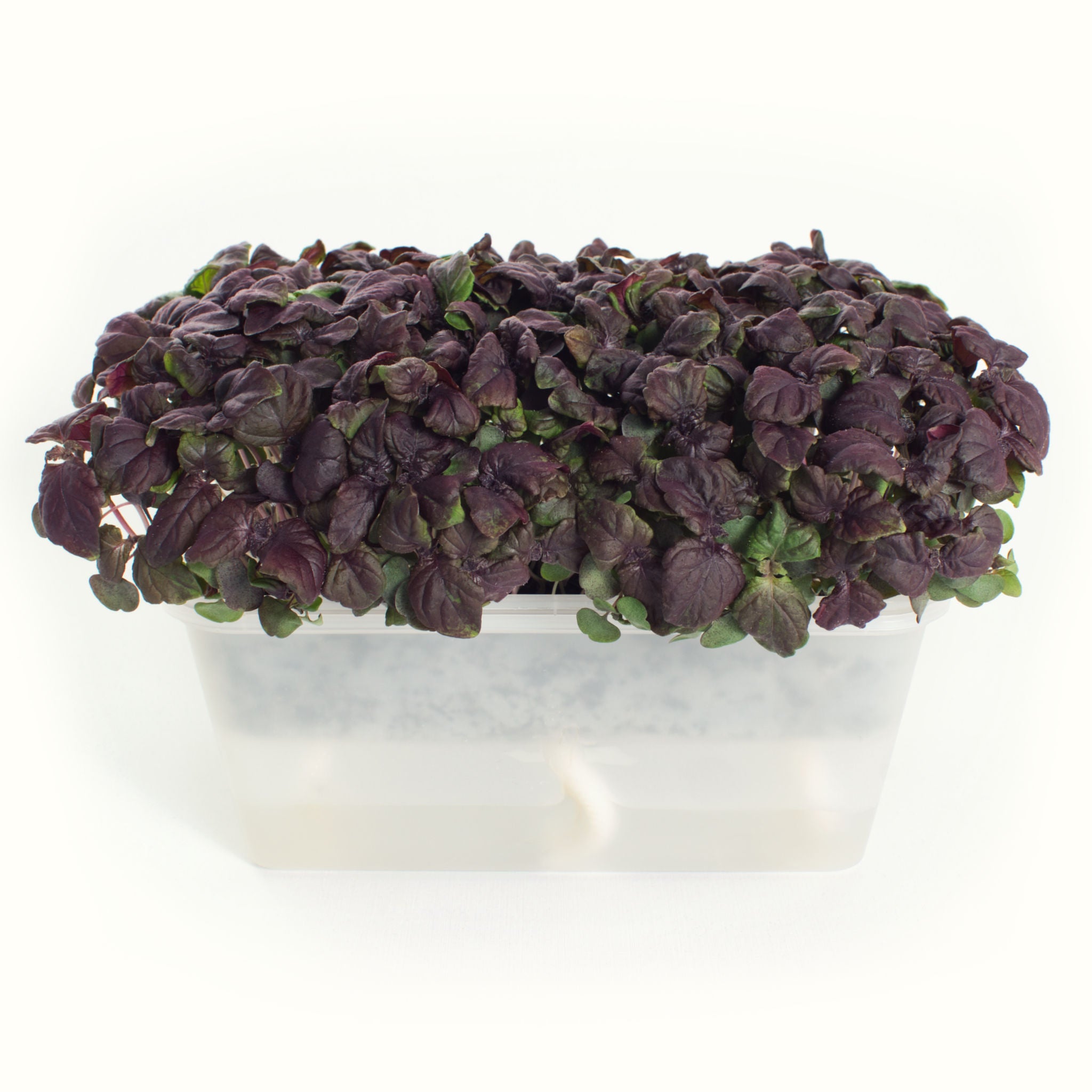 Micro Shiso (purple)