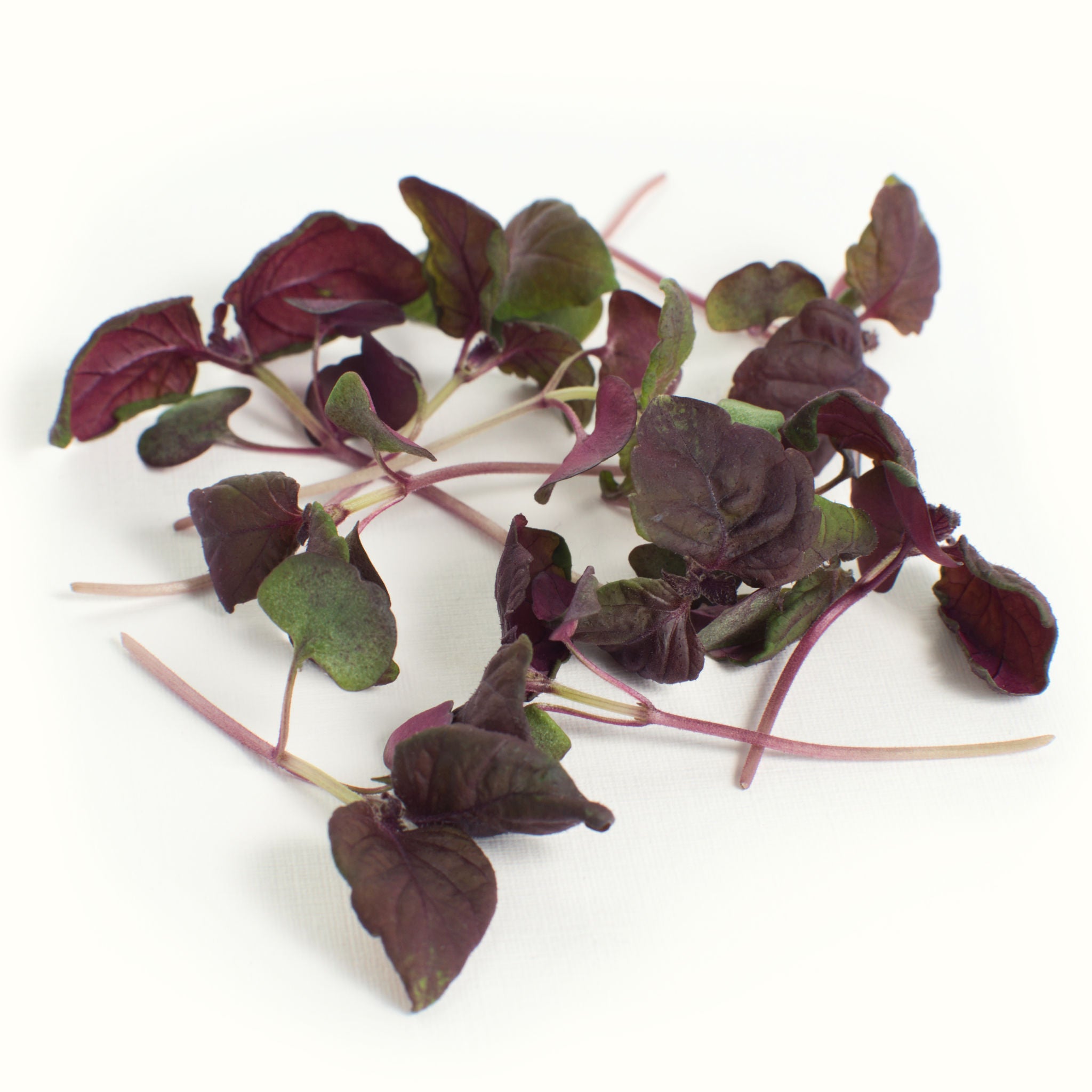 Micro Shiso (purple)