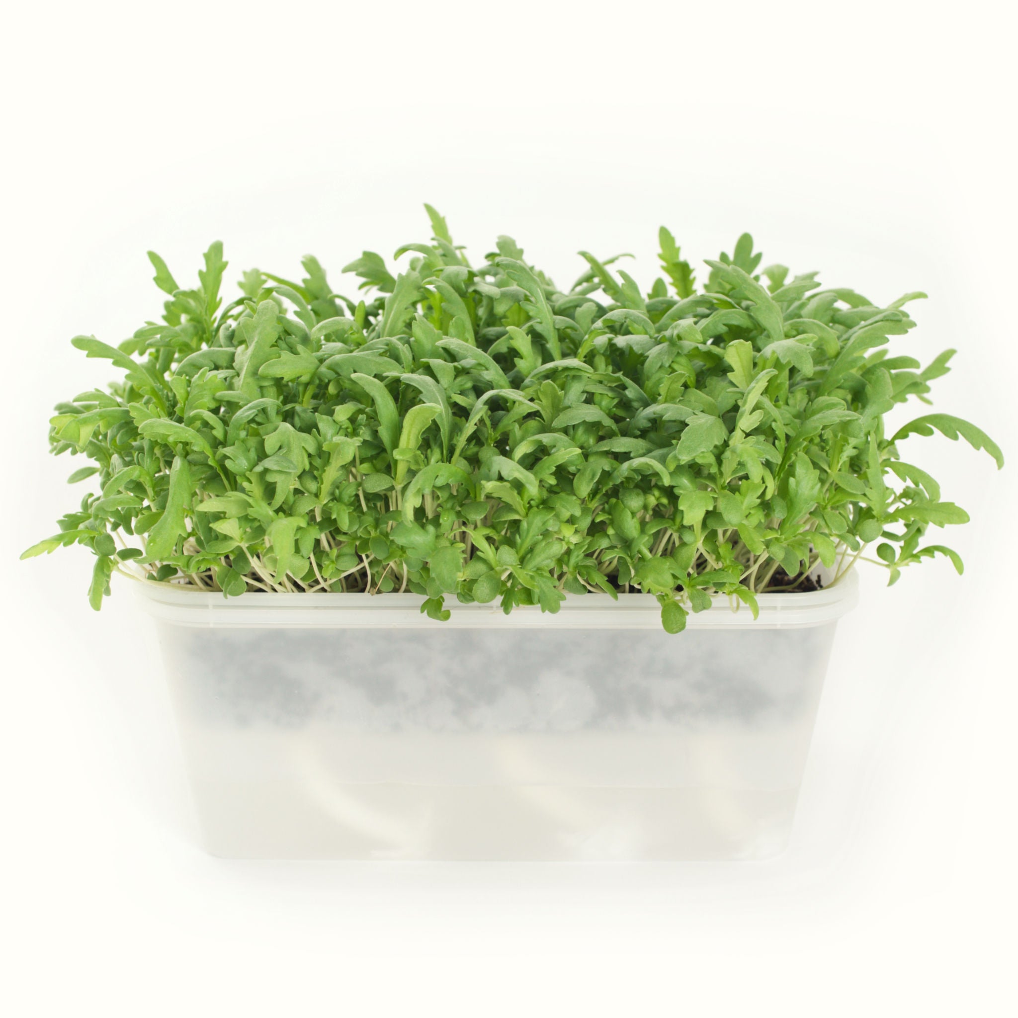 Micro Shungiku (chrysanthemum)