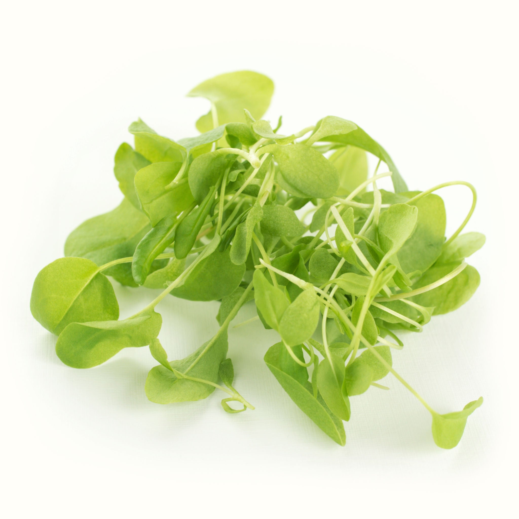 Green Sorrel