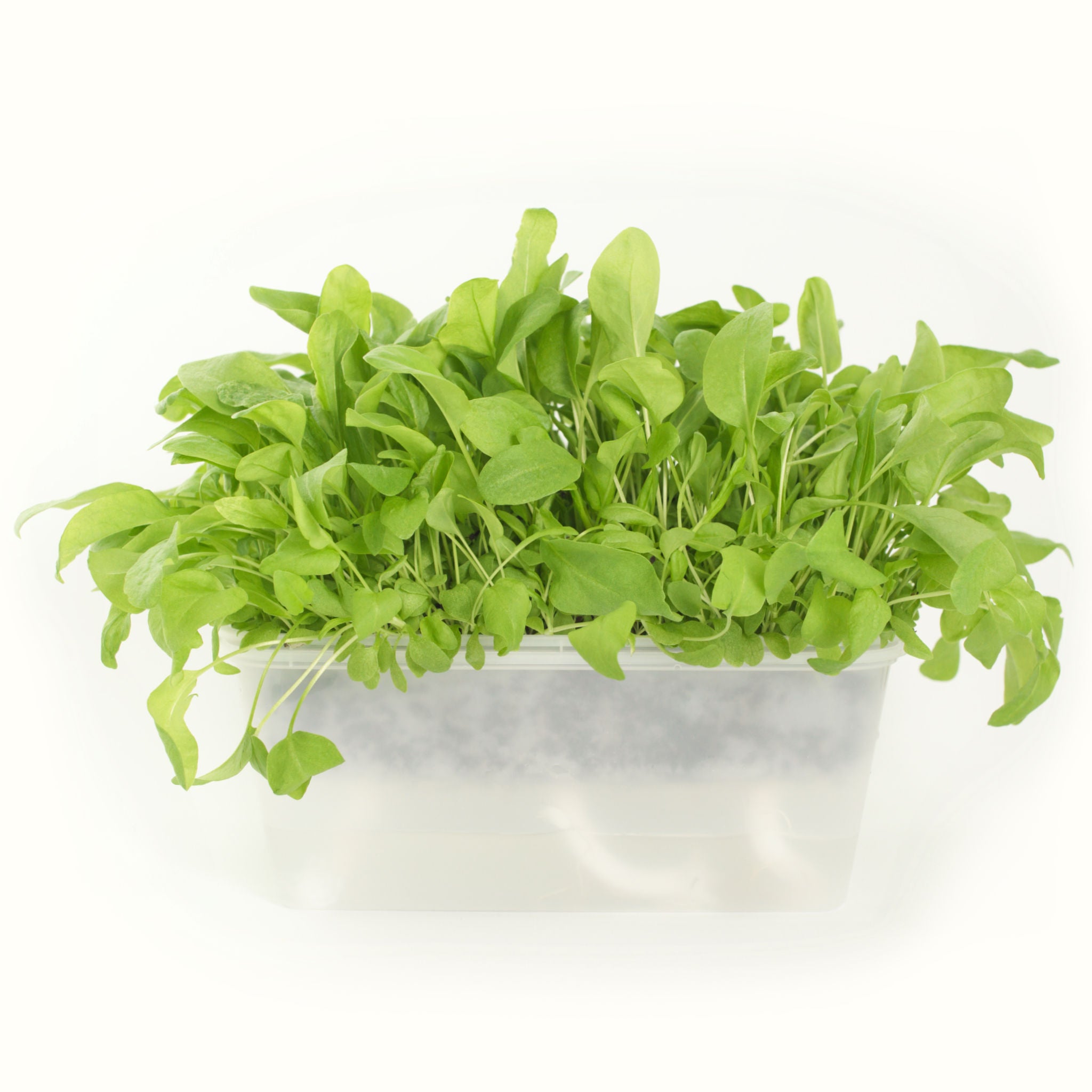 Green Sorrel