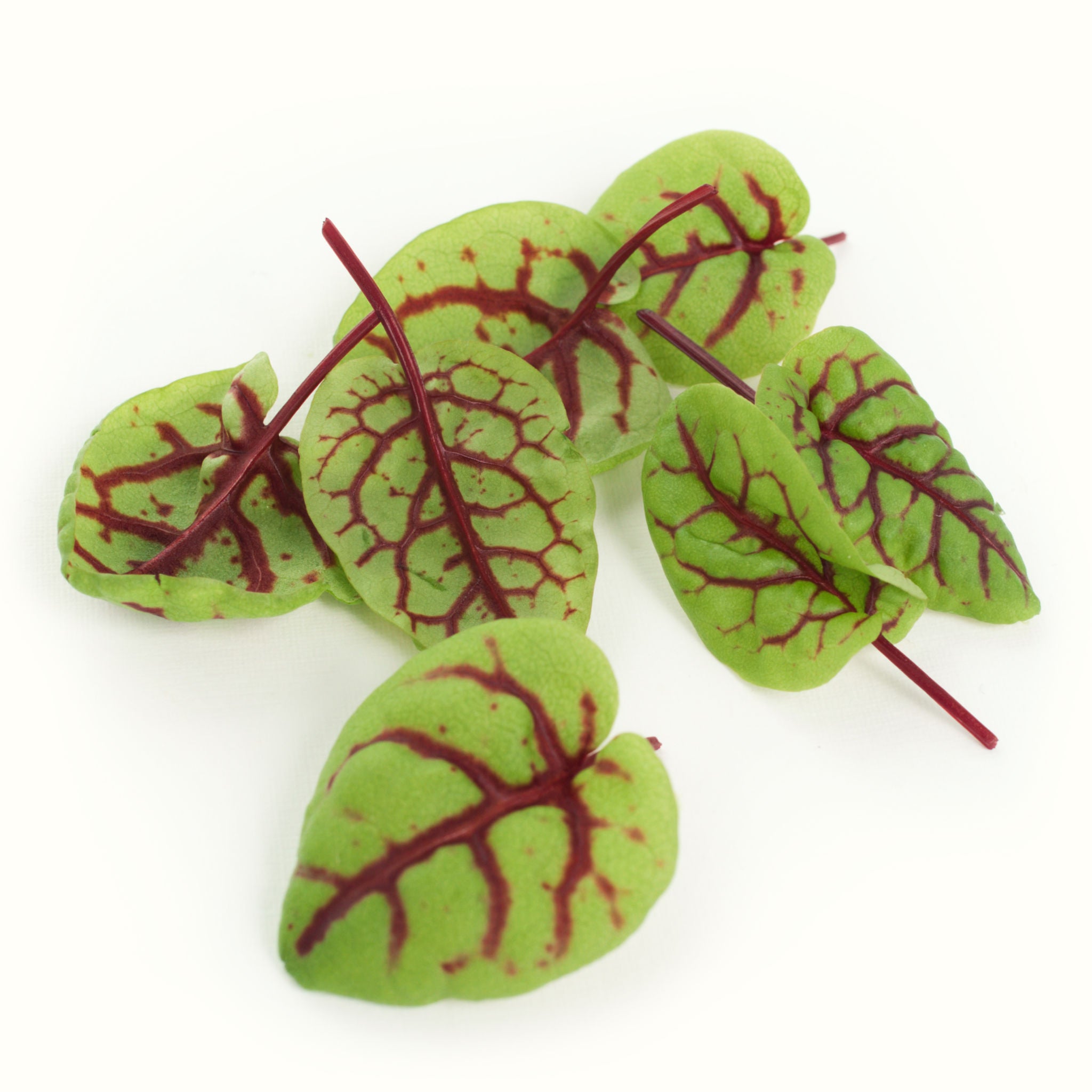 Red-veined Sorrel
