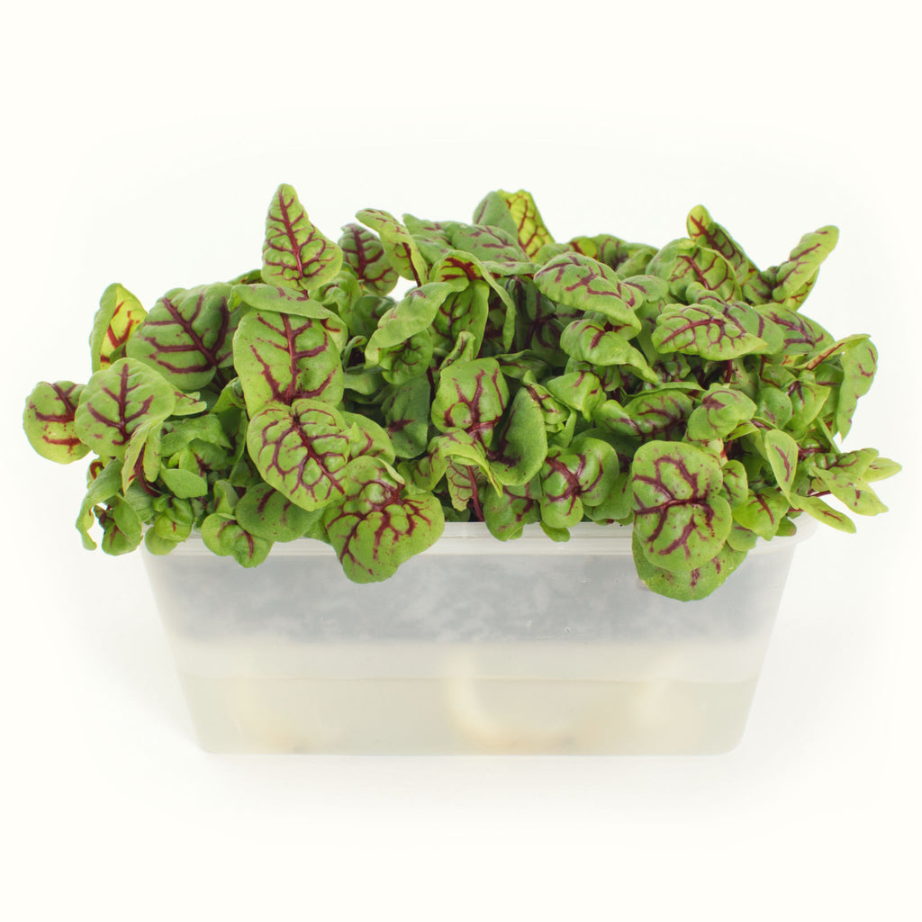 Red-veined Sorrel