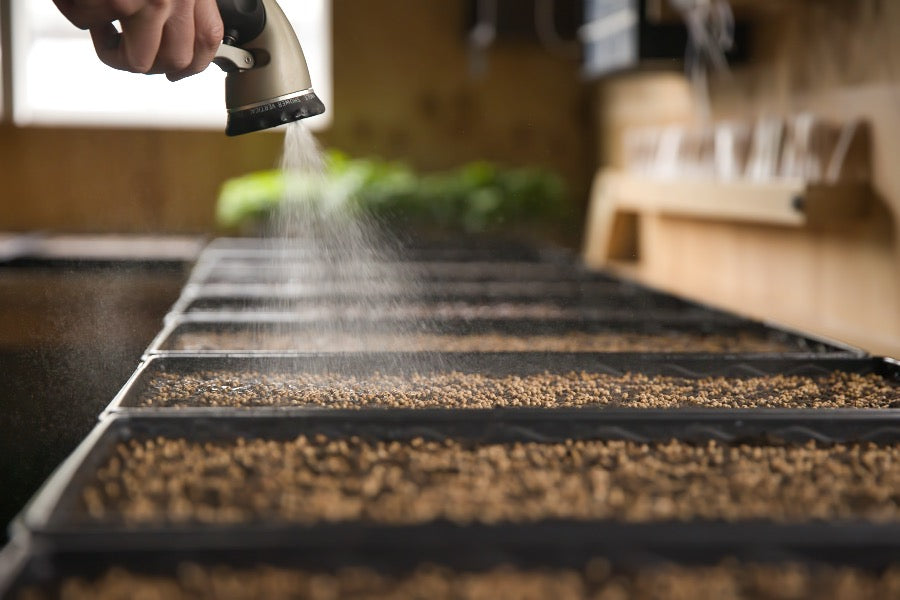 a row of microgreen trays covered in coriander seed being sprayed with water.