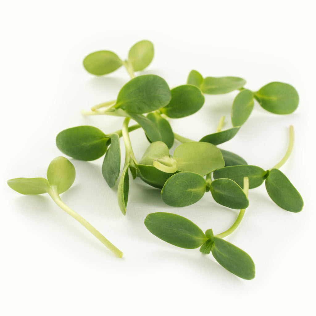Sunflower Microgreens