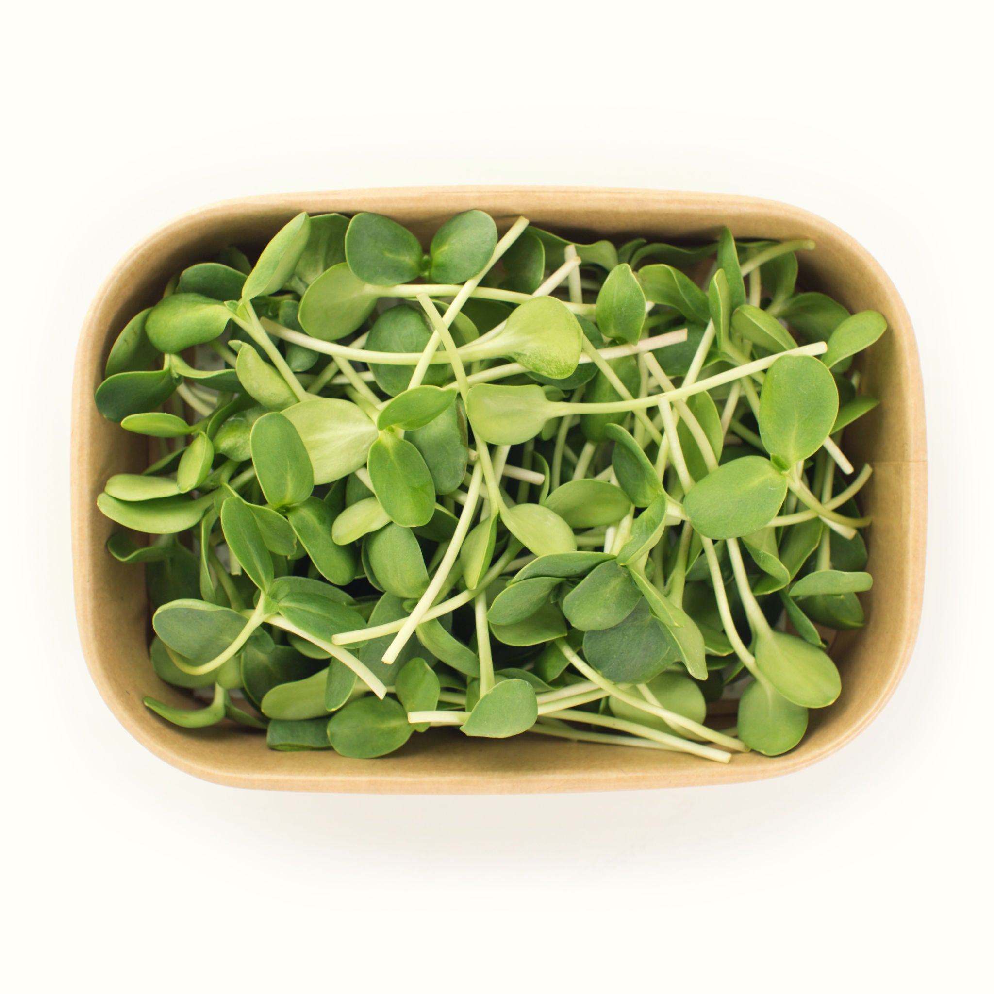 Sunflower Microgreens