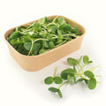 Sunflower Microgreens
