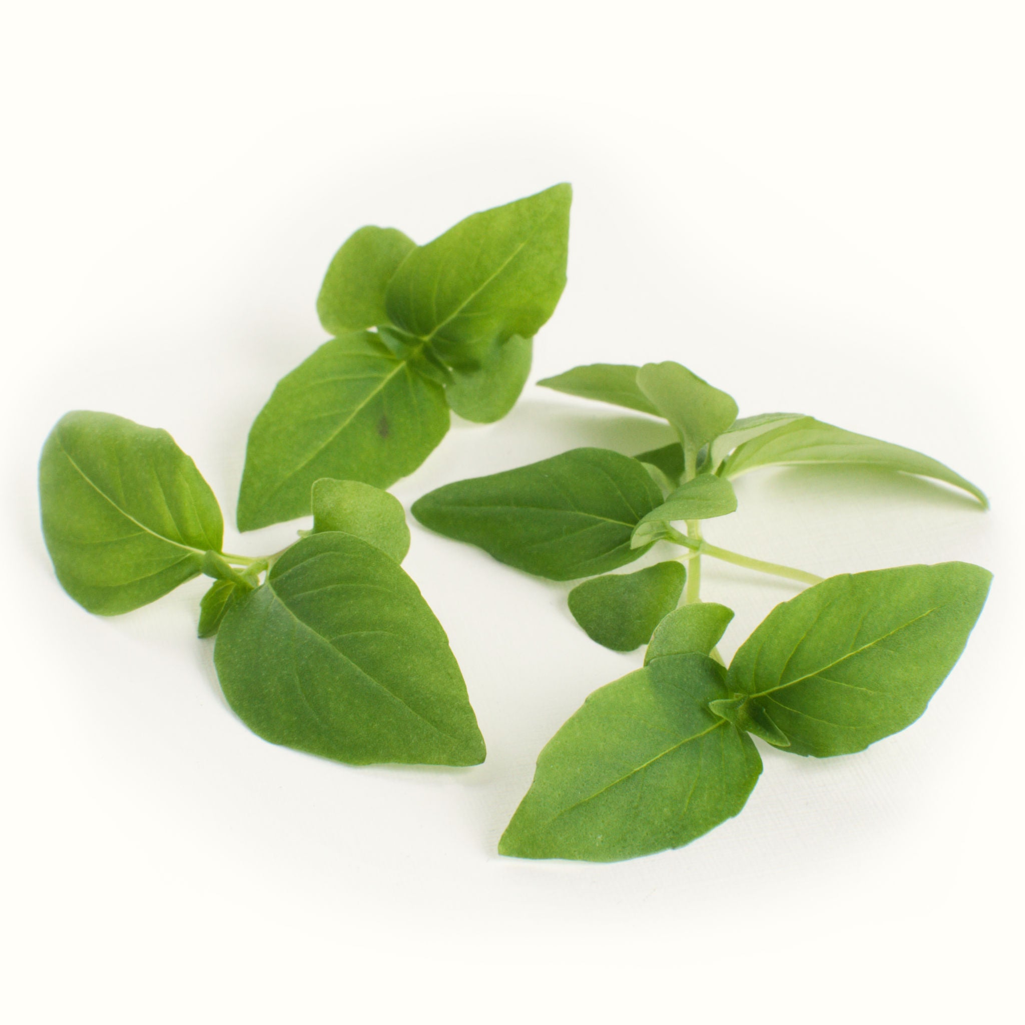 Micro Thai Basil