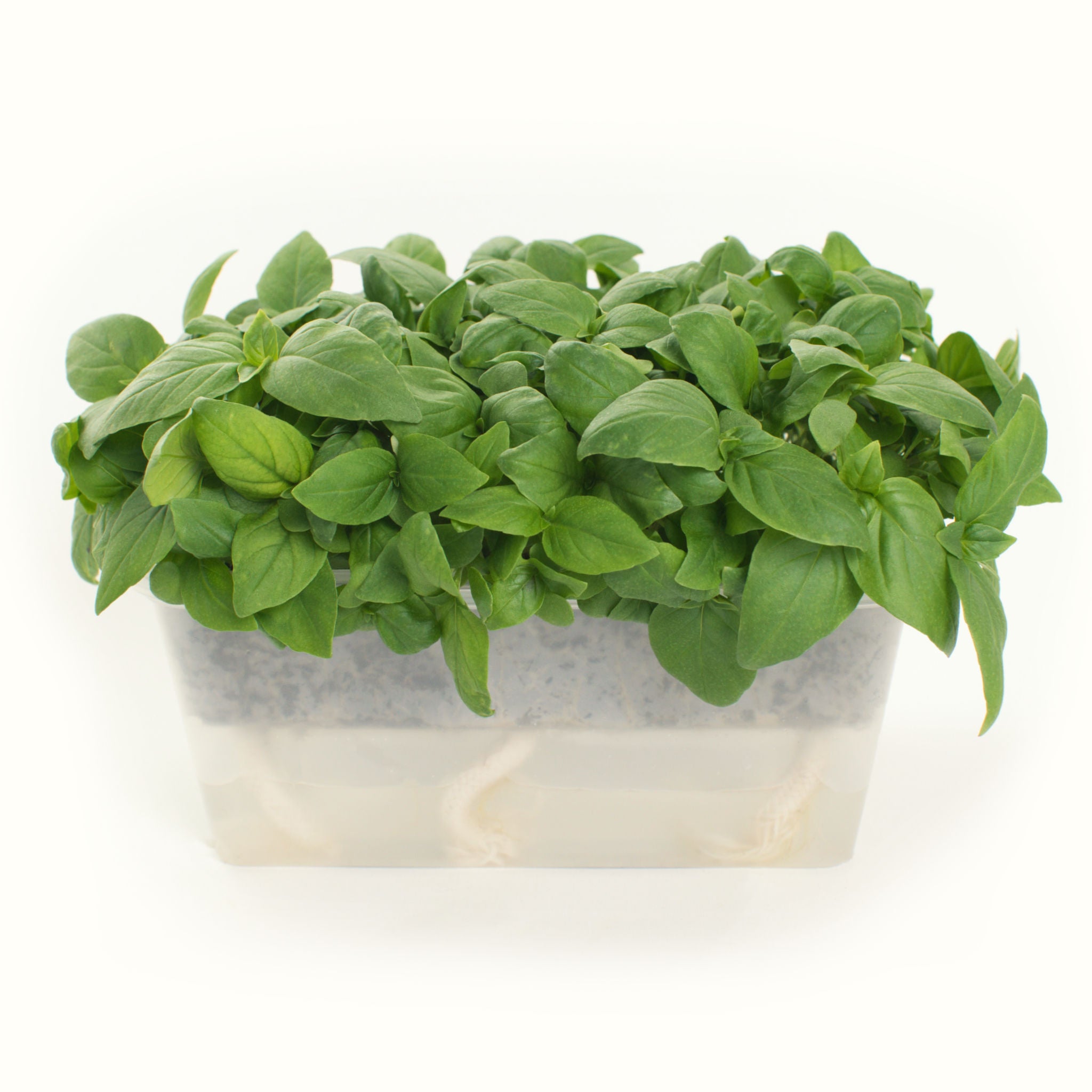 Micro Thai Basil
