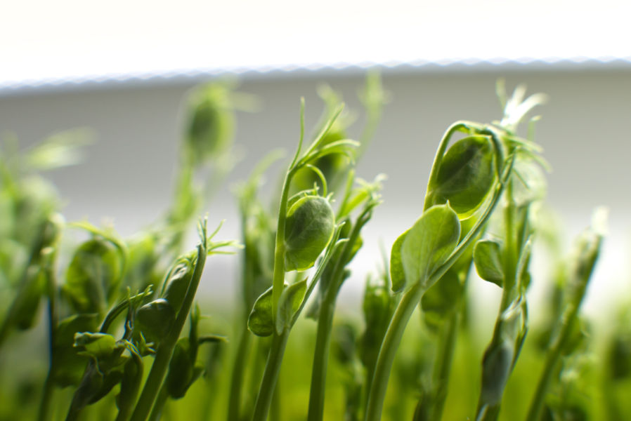 Close up of young pea shoots against bright grow lights.